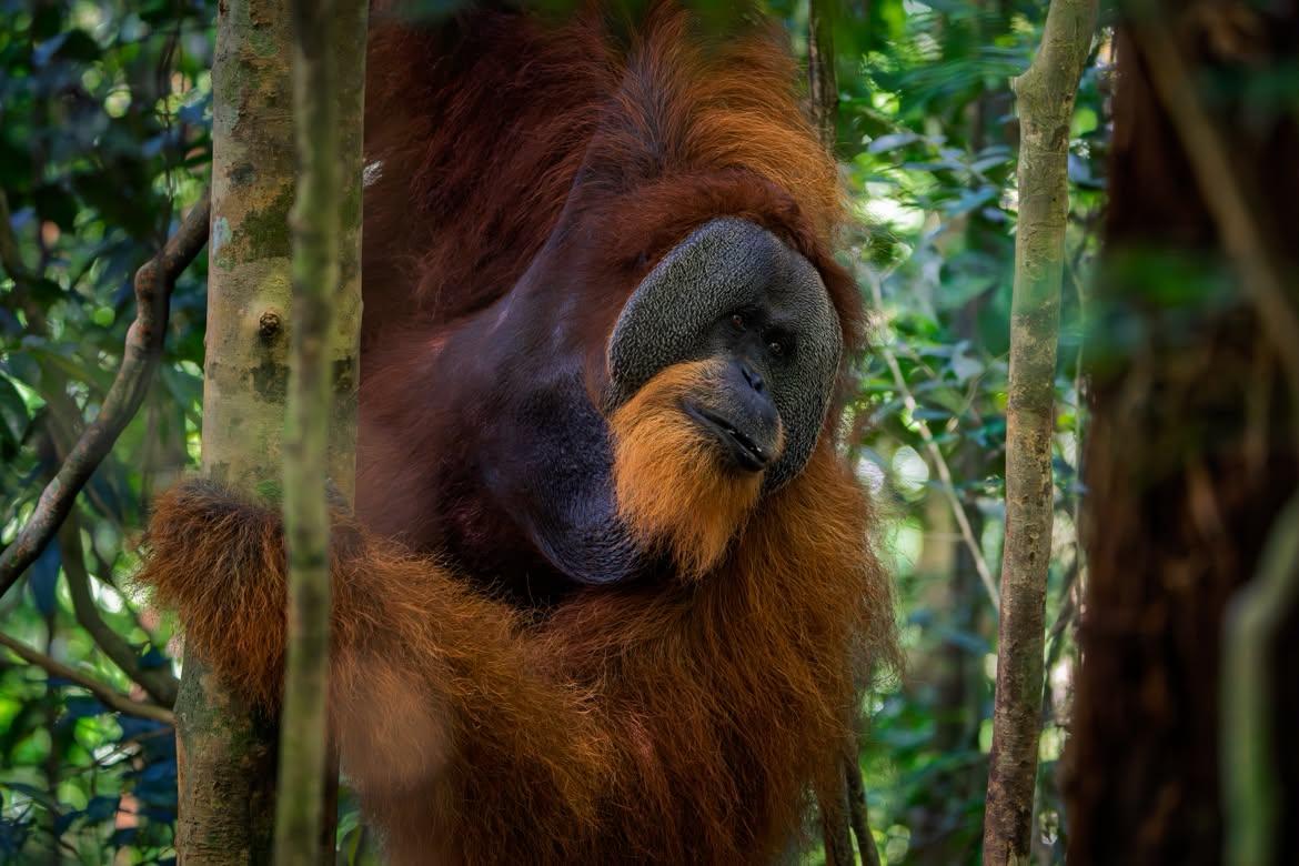 Orangutan On Index